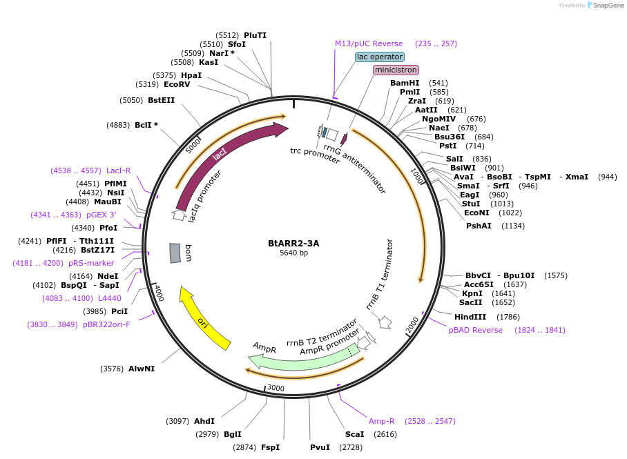 245789-plasmid-map-sequence-id-488759