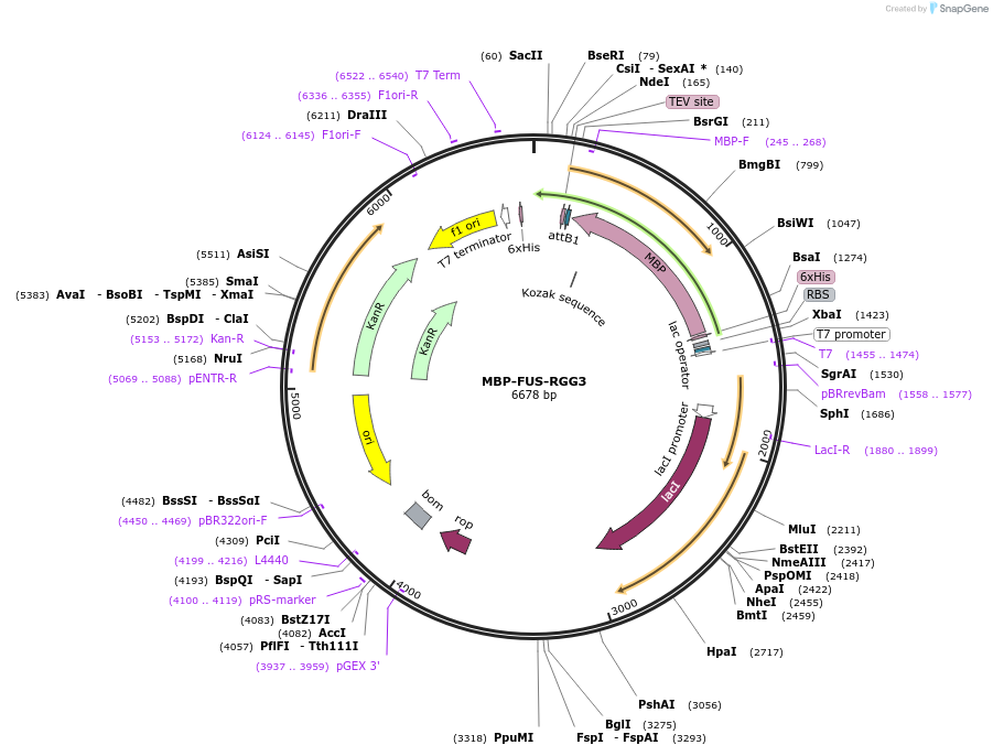 243672-plasmid-map-sequence-id-488769