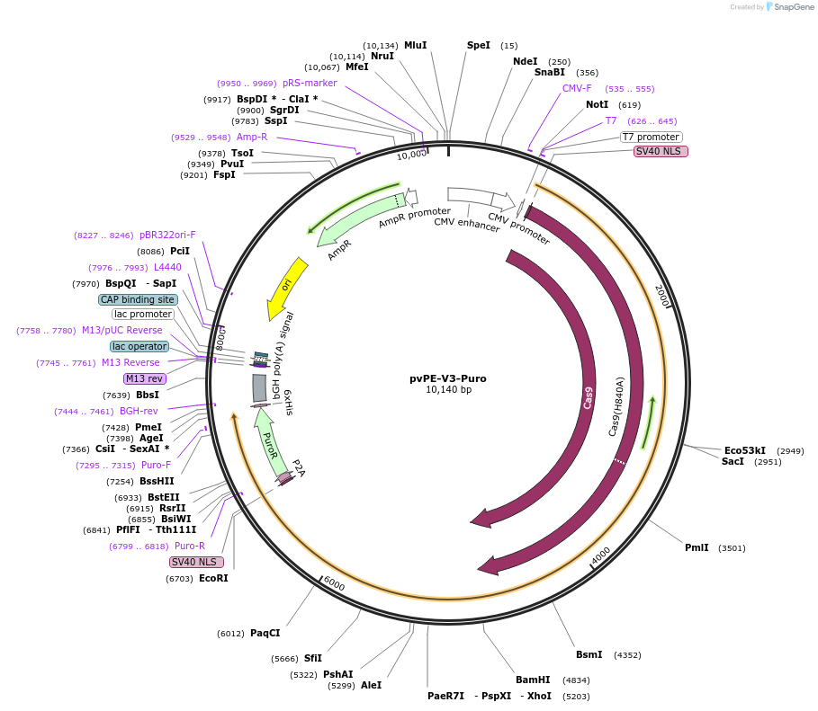 240289-plasmid-map-sequence-id-488806