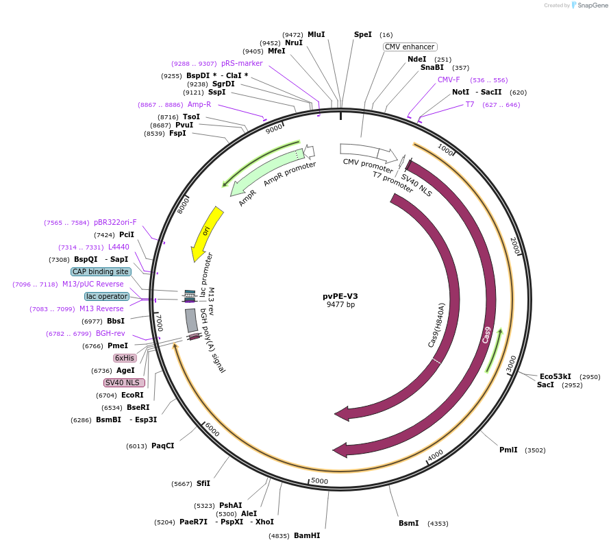 240287-plasmid-map-sequence-id-488808