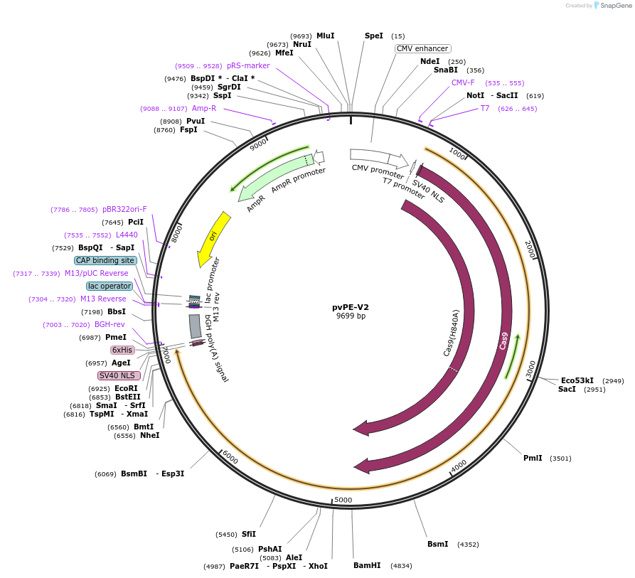 240286-plasmid-map-sequence-id-488810