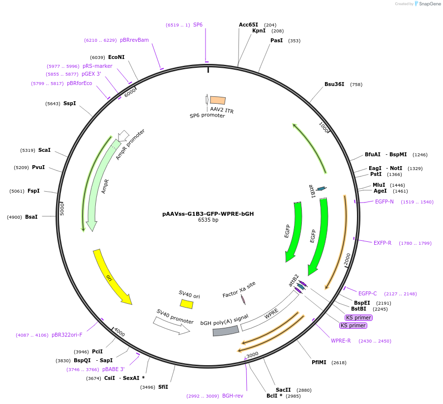 245079-plasmid-map-sequence-id-488811