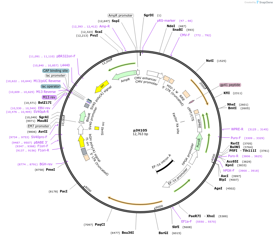 243726-plasmid-map-sequence-id-488885