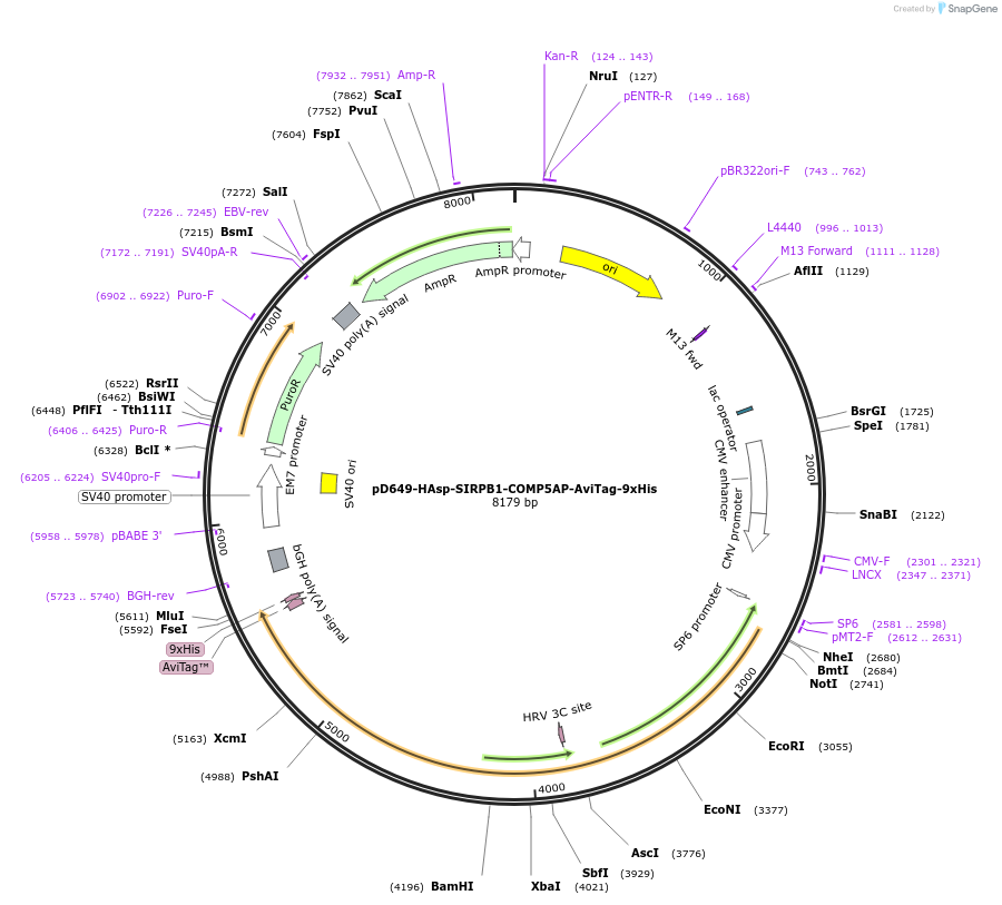 157344-plasmid-map-sequence-id-488897