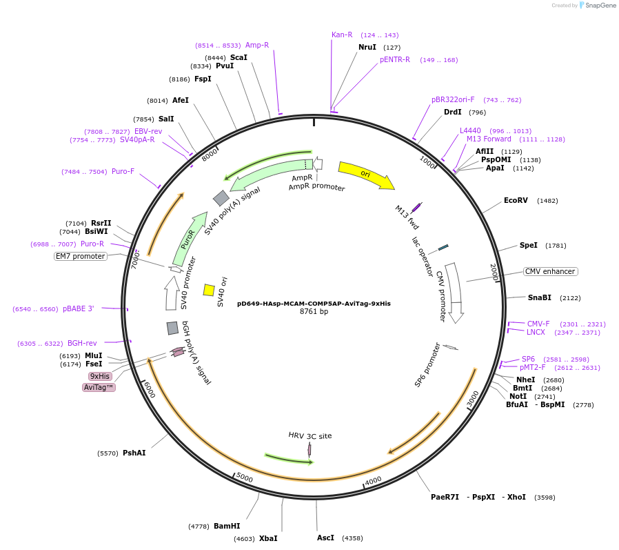 157473-plasmid-map-sequence-id-488901
