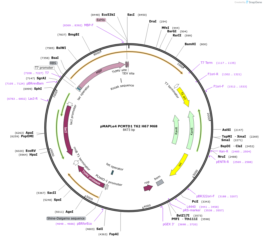 246506-plasmid-map-sequence-id-488907