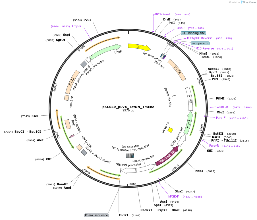 242115-plasmid-map-sequence-id-488916