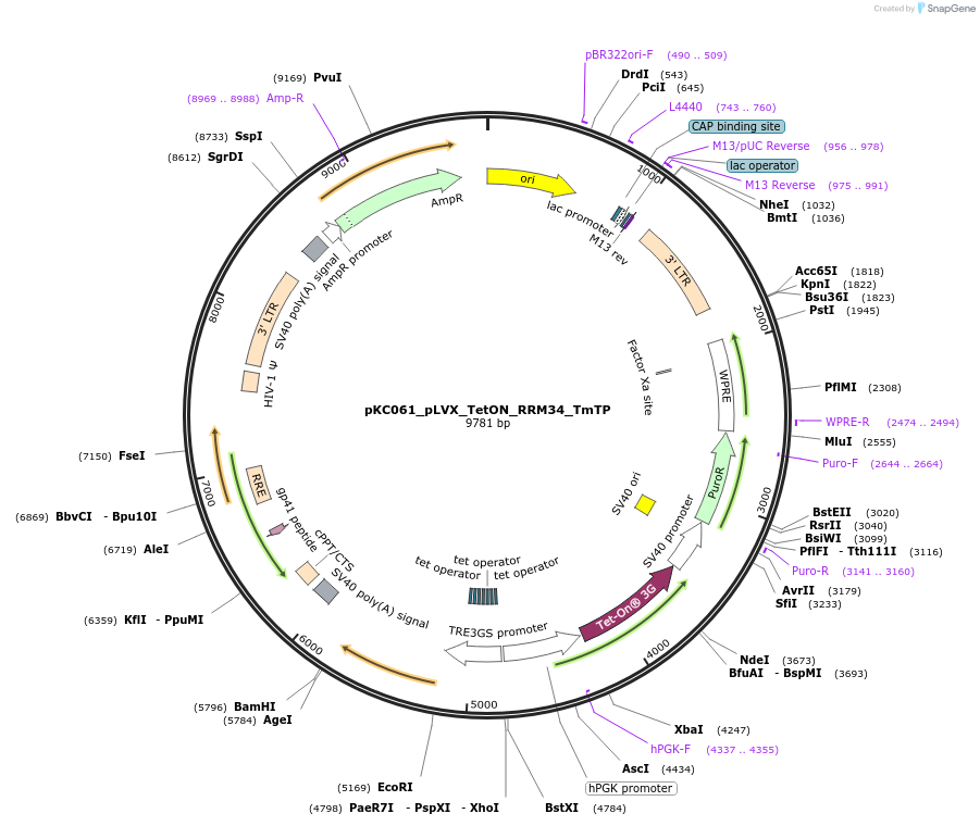 242118-plasmid-map-sequence-id-488919