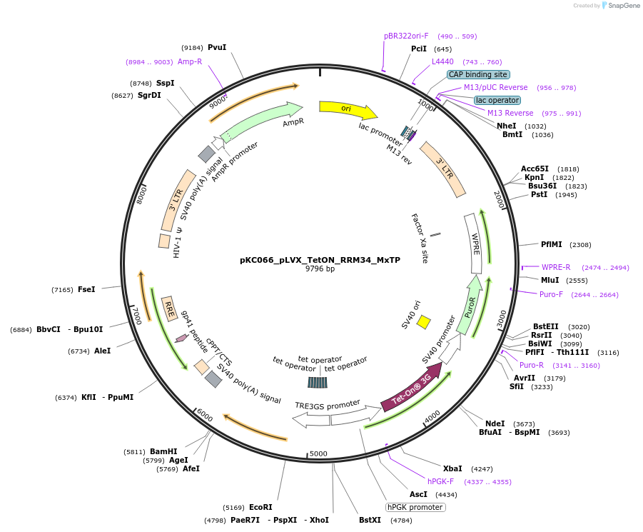 242119-plasmid-map-sequence-id-488920