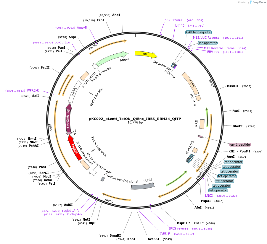 242120-plasmid-map-sequence-id-488921
