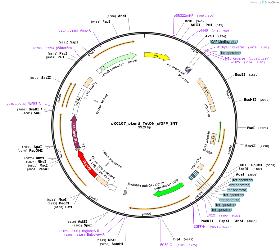 242109-plasmid-map-sequence-id-488924