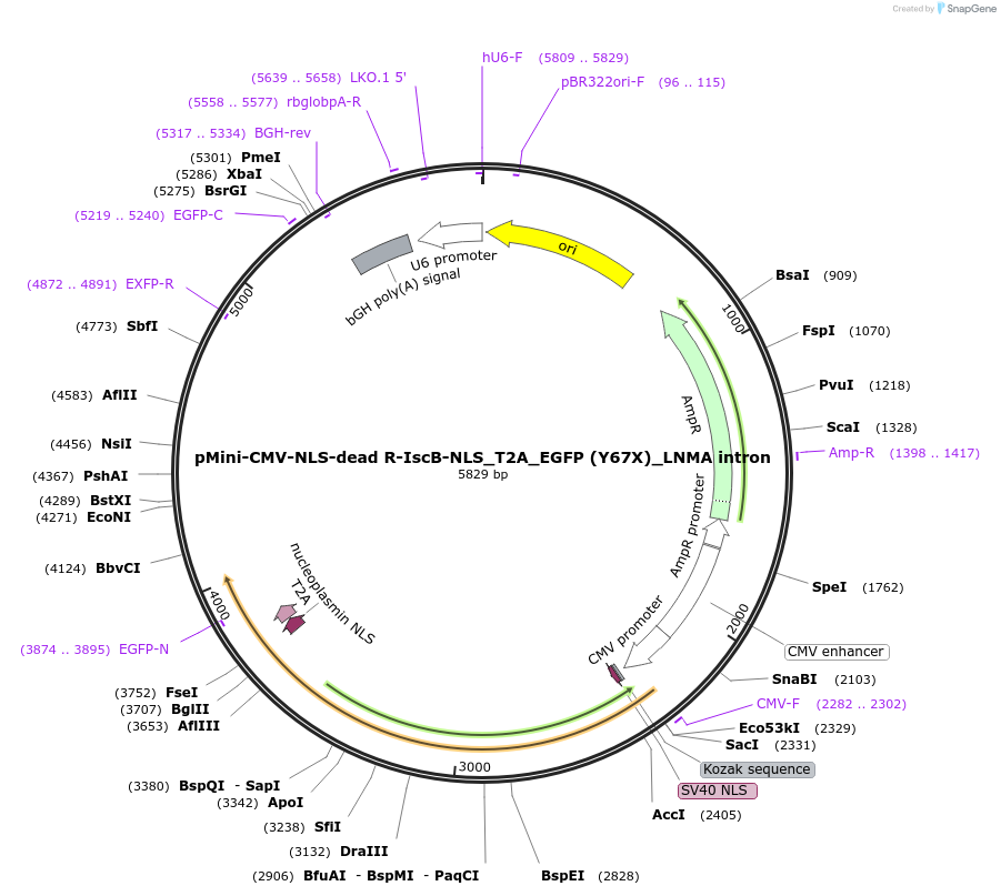 246435-plasmid-map-sequence-id-488935