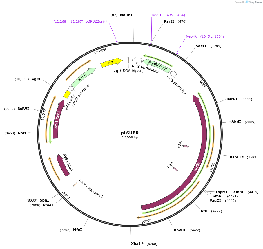 245489-plasmid-map-sequence-id-488936