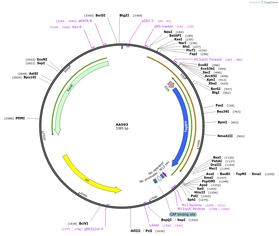 245314-plasmid-map-sequence-id-488937