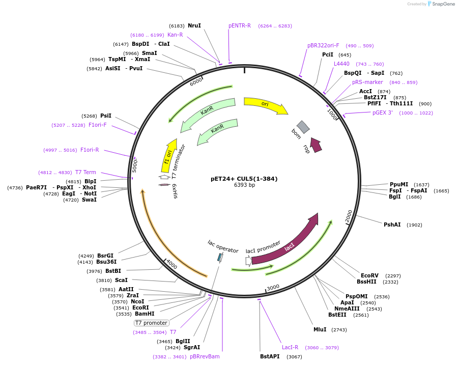 246504-plasmid-map-sequence-id-488940
