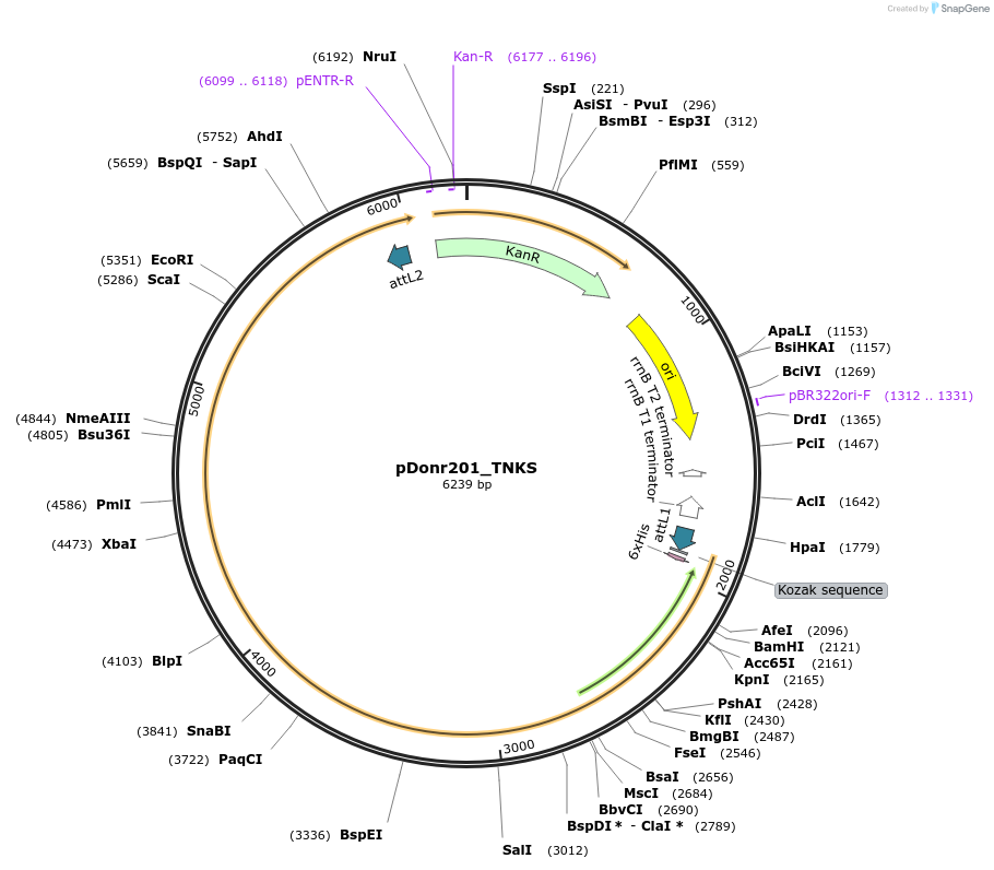 240329-plasmid-map-sequence-id-488955