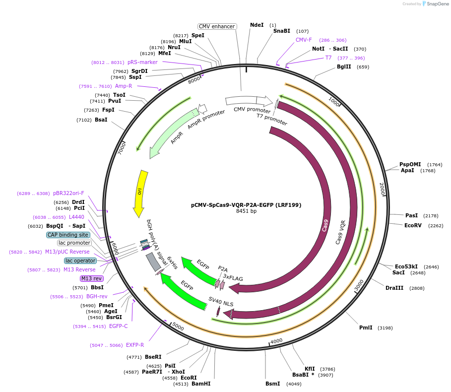 242664-plasmid-map-sequence-id-488971