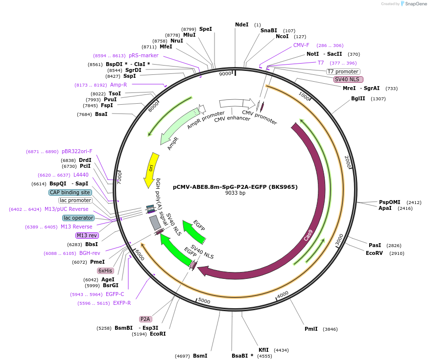 242652-plasmid-map-sequence-id-488985