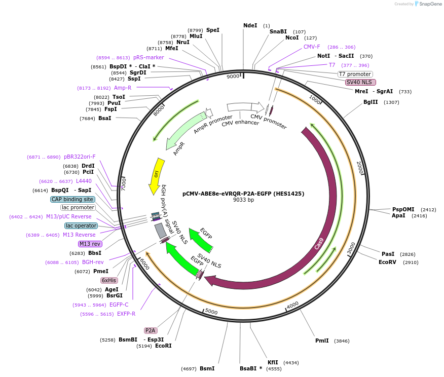 242657-plasmid-map-sequence-id-488990