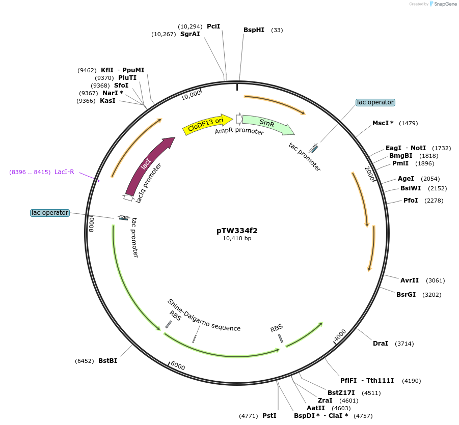 237316-plasmid-map-sequence-id-489002