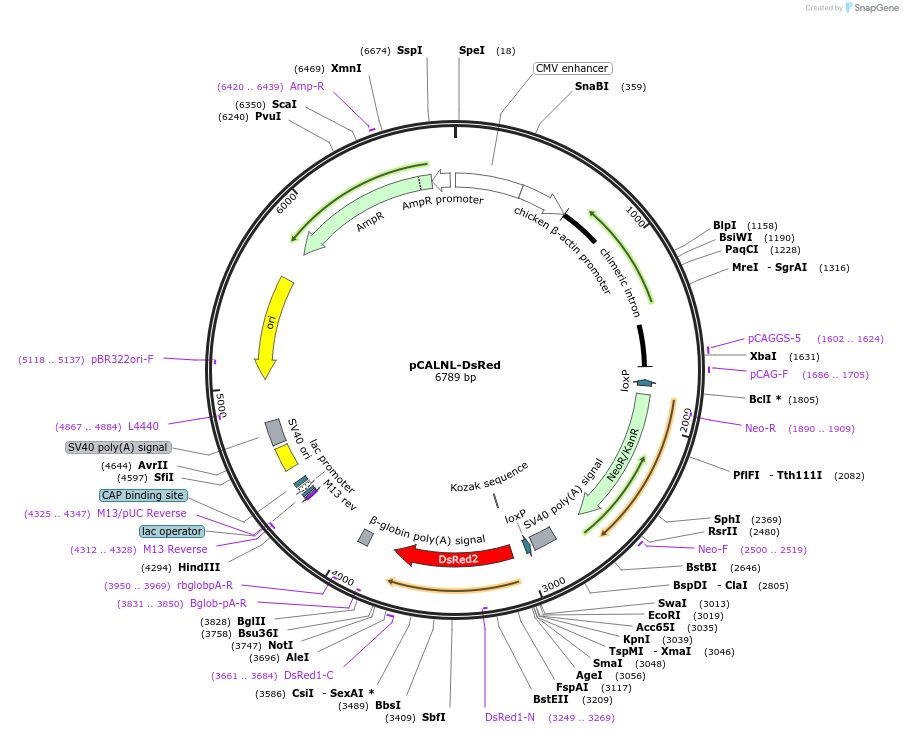 13769-plasmid-map-sequence-id-489004