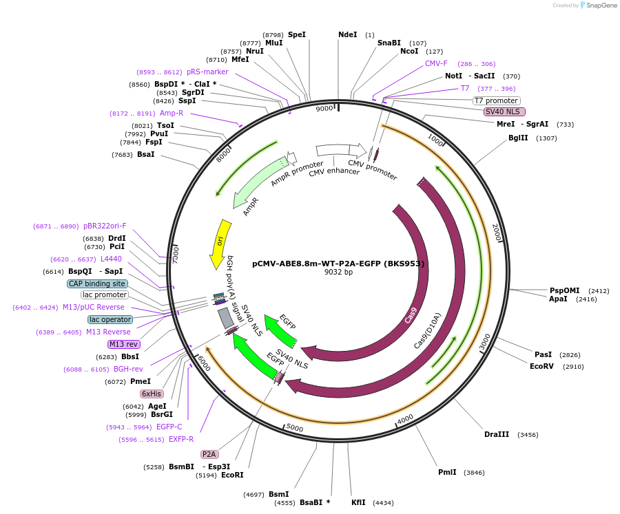 242651-plasmid-map-sequence-id-489040