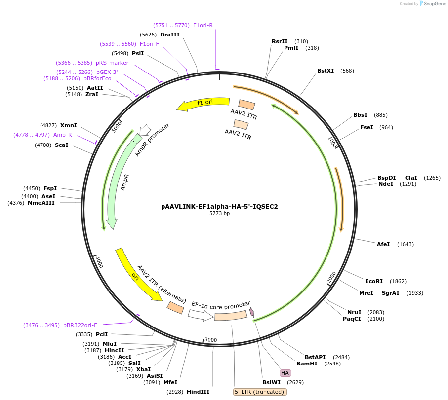 244256-plasmid-map-sequence-id-489074