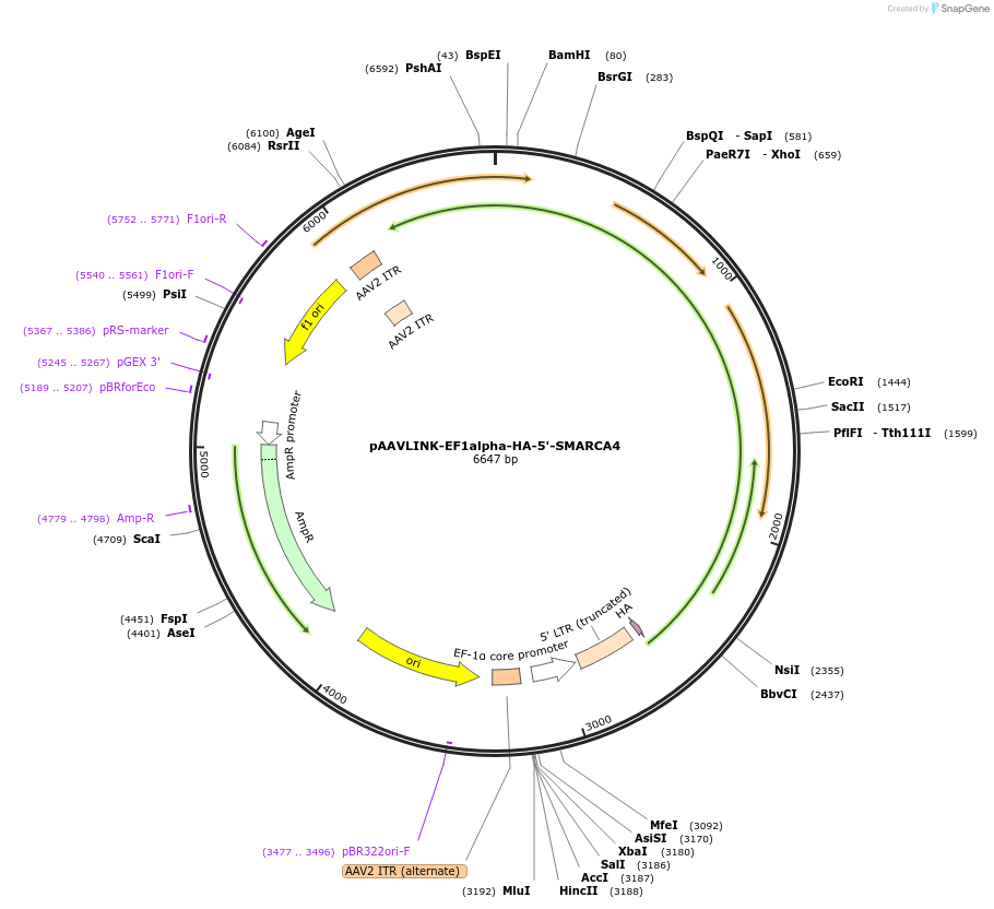 244270-plasmid-map-sequence-id-489076