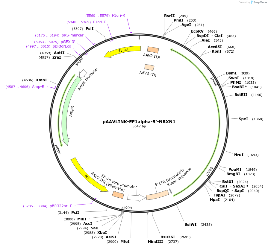 244302-plasmid-map-sequence-id-489079