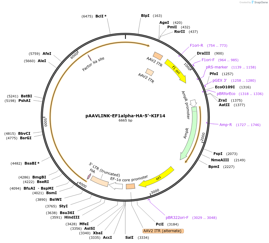 244338-plasmid-map-sequence-id-489083