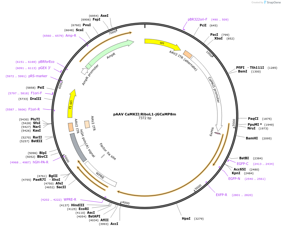 239668-plasmid-map-sequence-id-489110