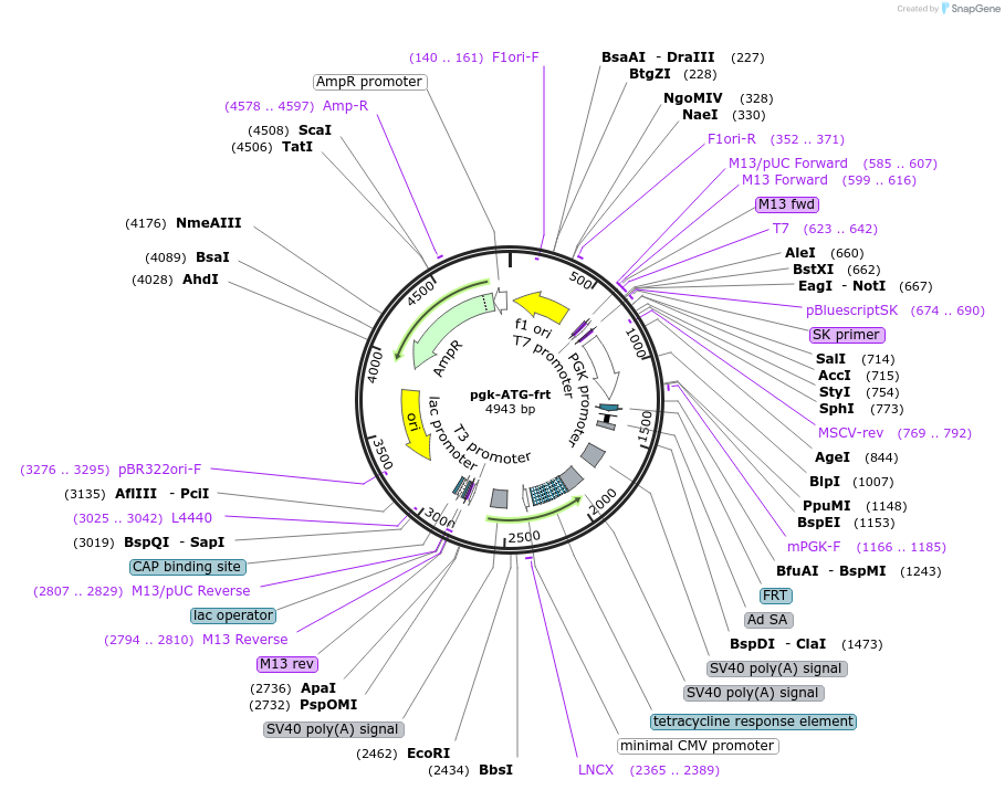 20734-plasmid-map-sequence-id-489137