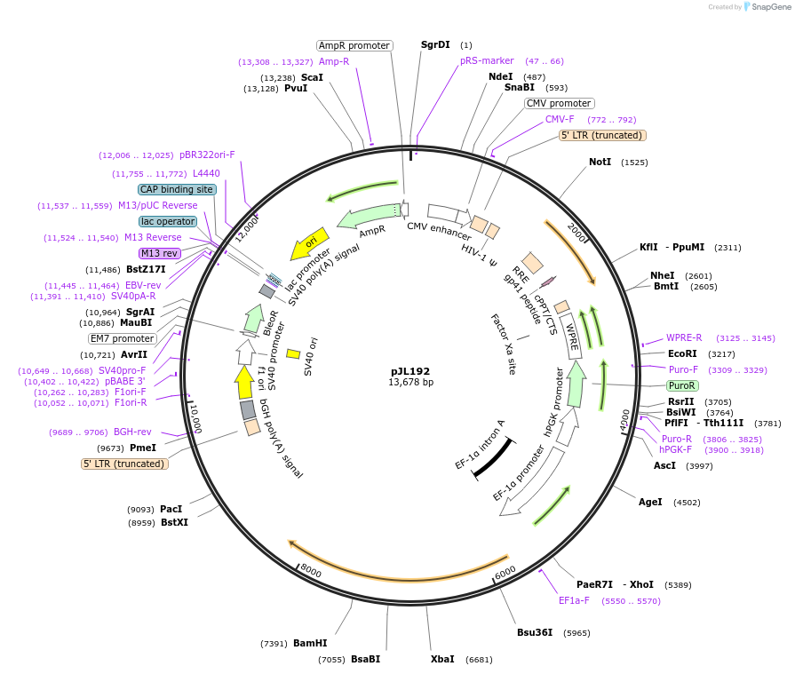 243691-plasmid-map-sequence-id-489138