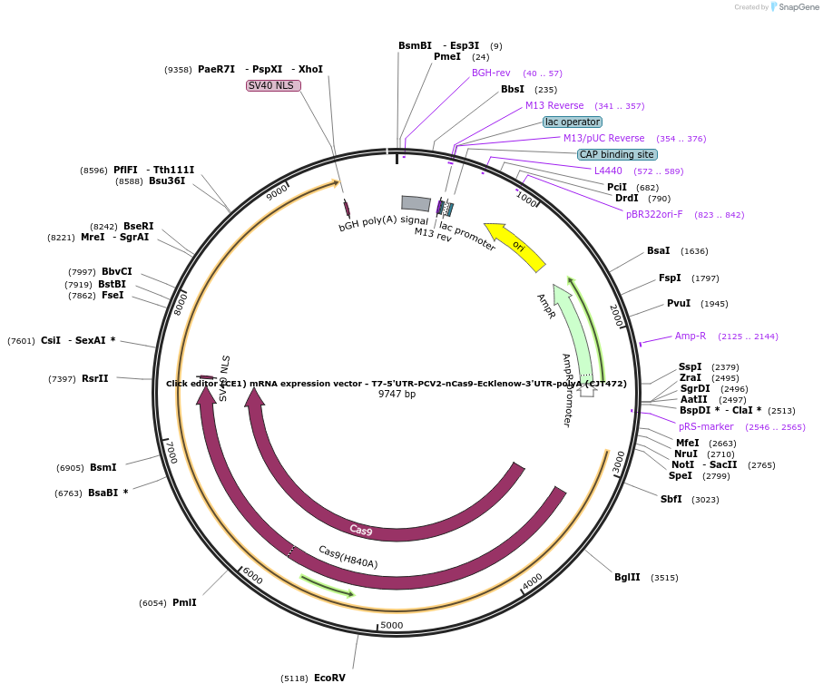 217808-plasmid-map-sequence-id-489173