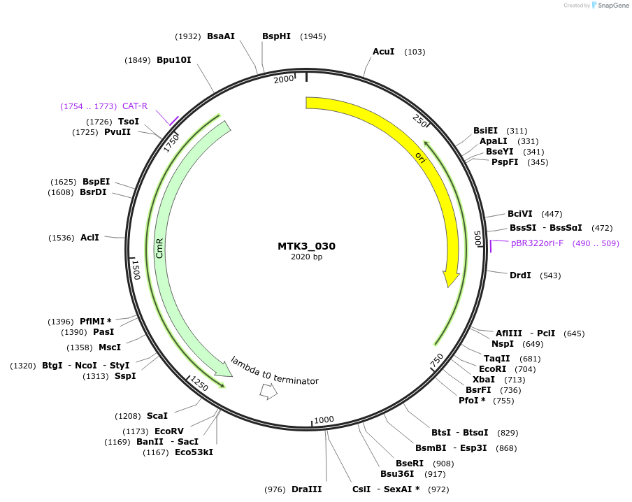 123744-plasmid-map-sequence-id-489177