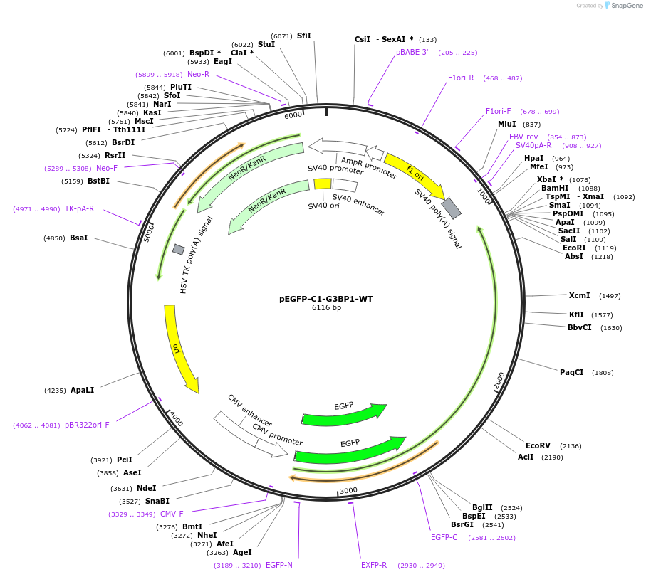 135997-plasmid-map-sequence-id-489238