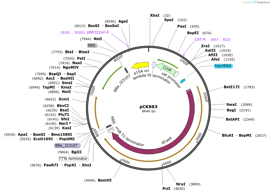 242919-plasmid-map-sequence-id-489267