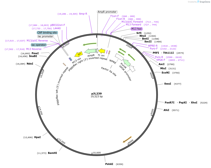 243694-plasmid-map-sequence-id-489270