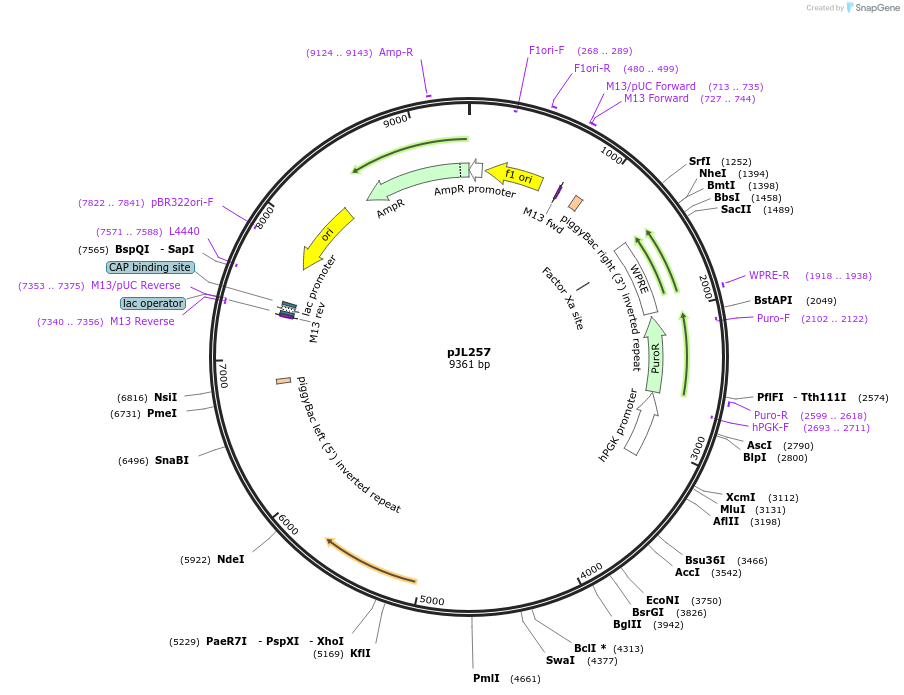243696-plasmid-map-sequence-id-489271