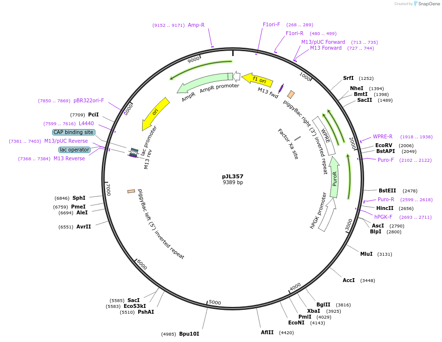 243711-plasmid-map-sequence-id-489280