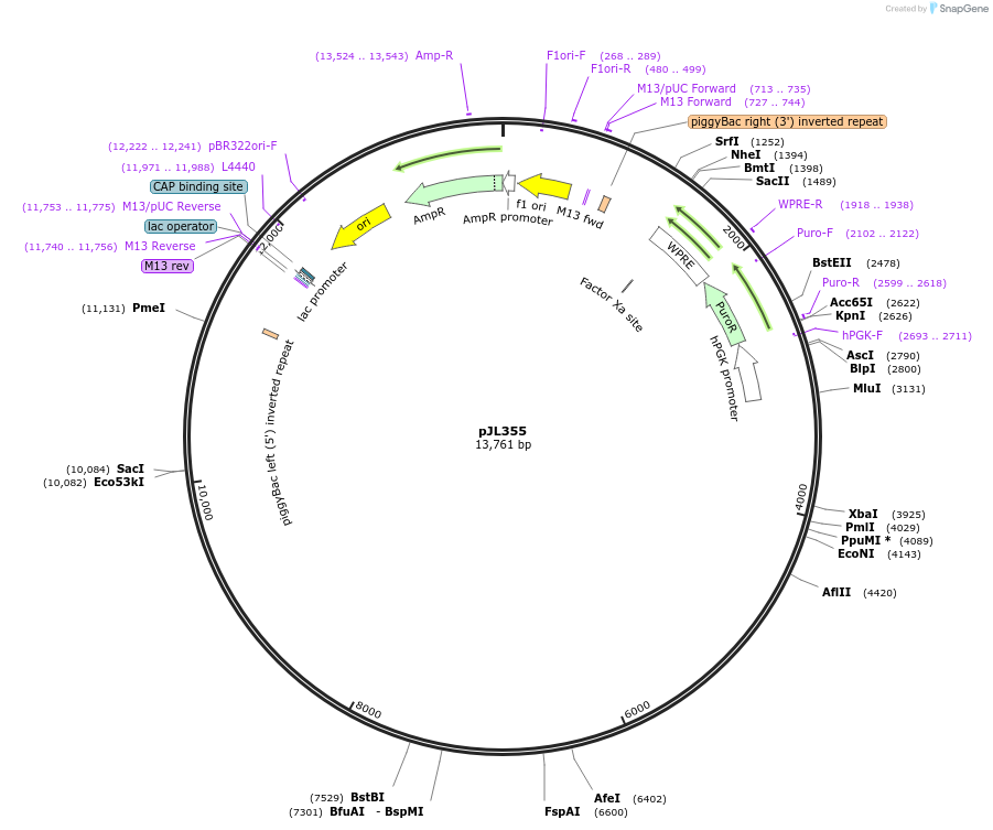 243710-plasmid-map-sequence-id-489295