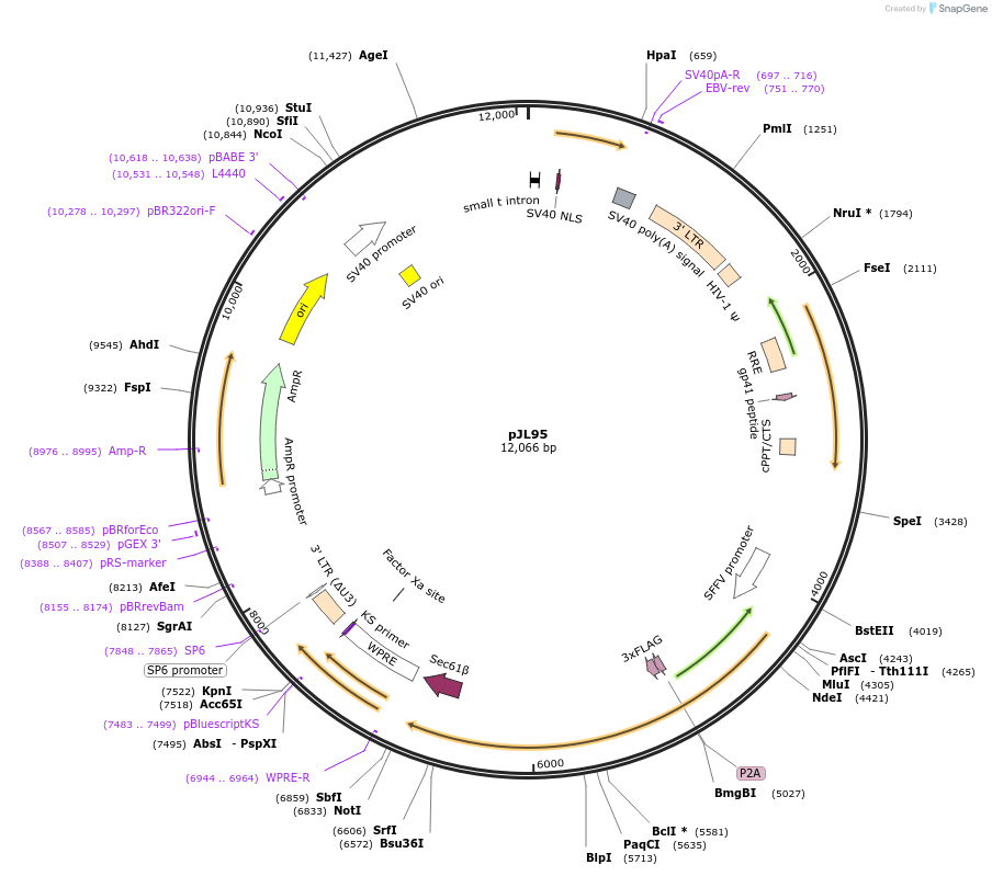 243683-plasmid-map-sequence-id-489298
