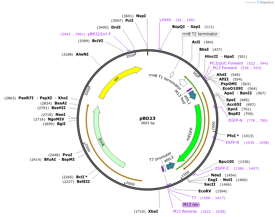 245830-plasmid-map-sequence-id-489303