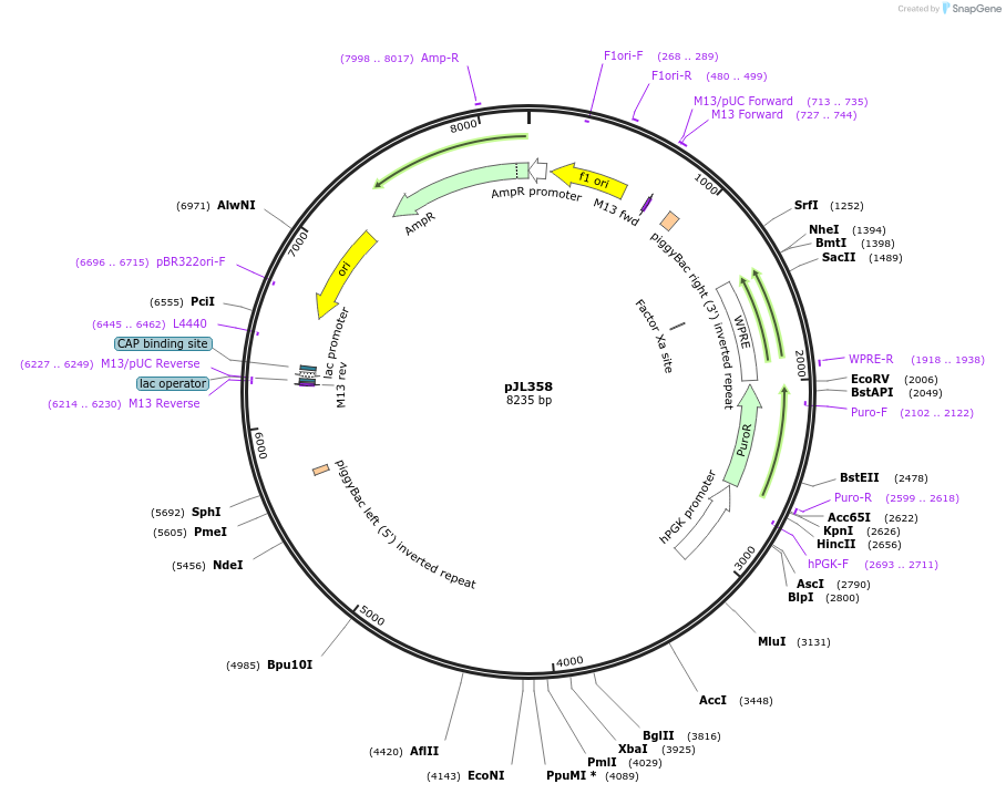 243712-plasmid-map-sequence-id-489307
