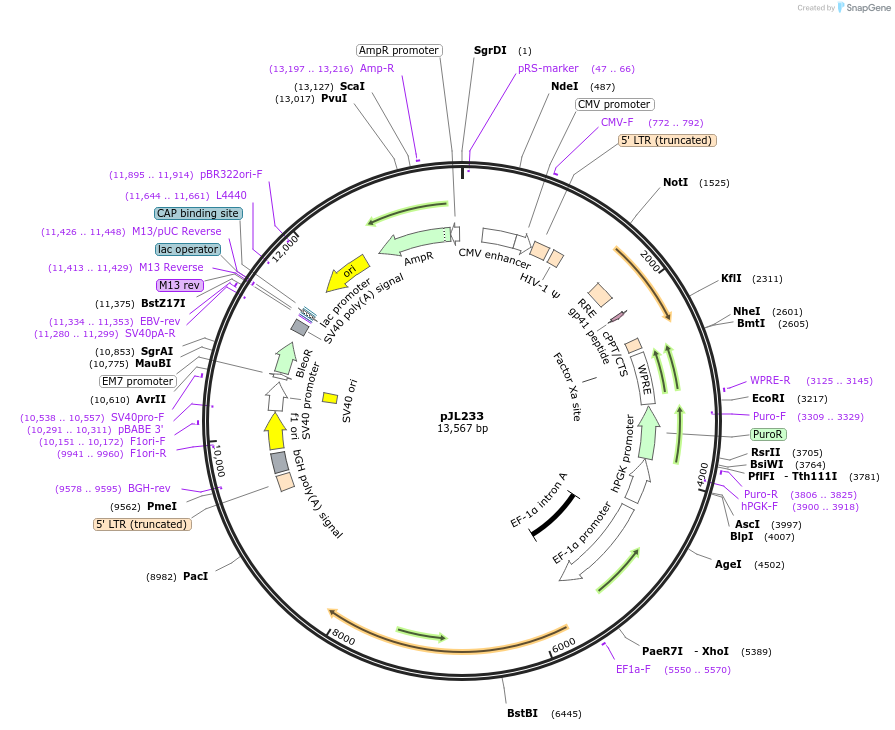 243693-plasmid-map-sequence-id-489311