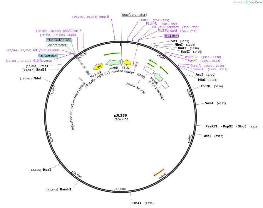243697-plasmid-map-sequence-id-489319