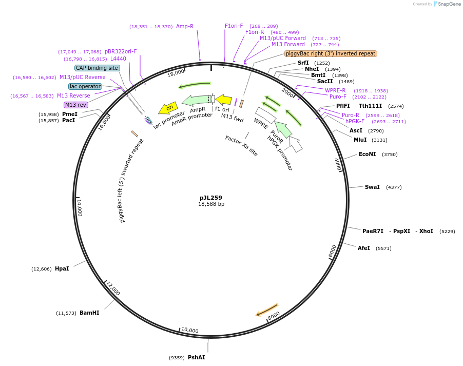 243698-plasmid-map-sequence-id-489323
