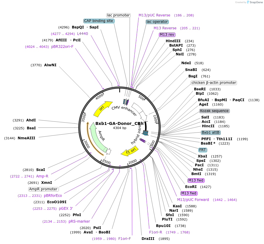 241376-plasmid-map-sequence-id-489343
