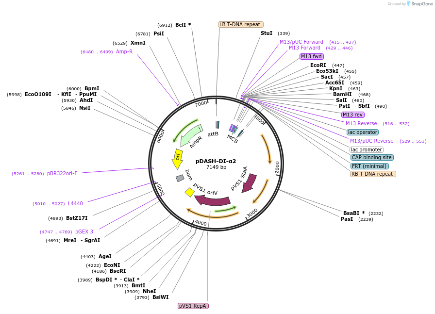 242516-plasmid-map-sequence-id-489347