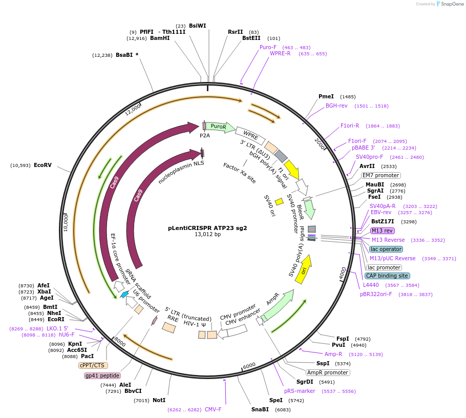 244848-plasmid-map-sequence-id-489374
